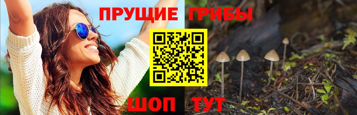 Йошкар-Ола  купить наркотики сайты  Галлюциногенные грибы мицелий  Вход с VPN  Галлюциногенные грибы Psilocybe 